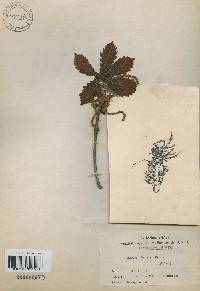 Quercus dentata image