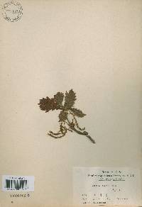 Quercus dentata image