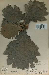 Quercus dentata image