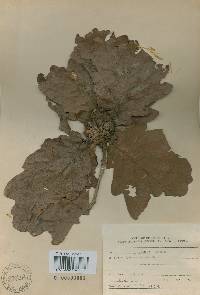 Quercus dentata image