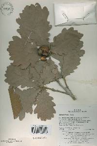 Quercus dentata image