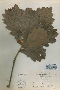 Quercus dentata image