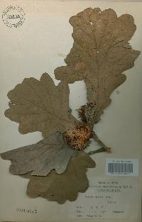 Quercus dentata image