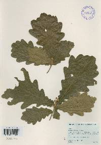 Quercus dentata image