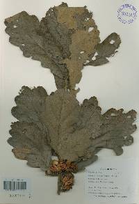 Quercus dentata image