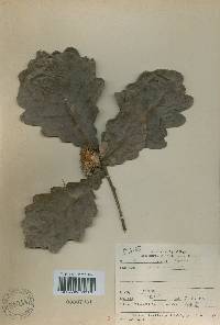 Quercus dentata image