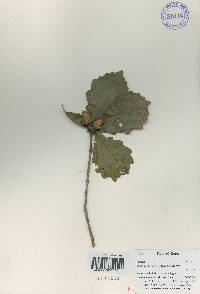 Quercus dentata image