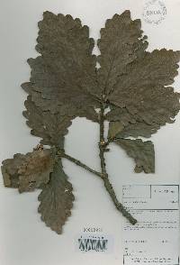 Quercus dentata image