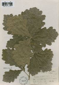 Quercus dentata image