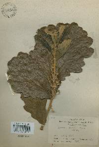 Quercus dentata image