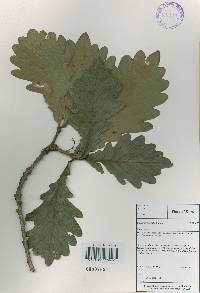 Quercus dentata image