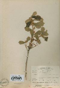 Quercus dentata image