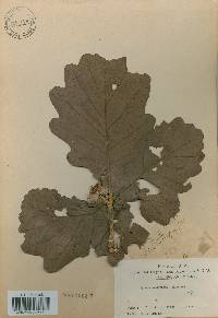 Quercus dentata image