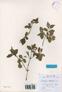 Weigela hortensis image