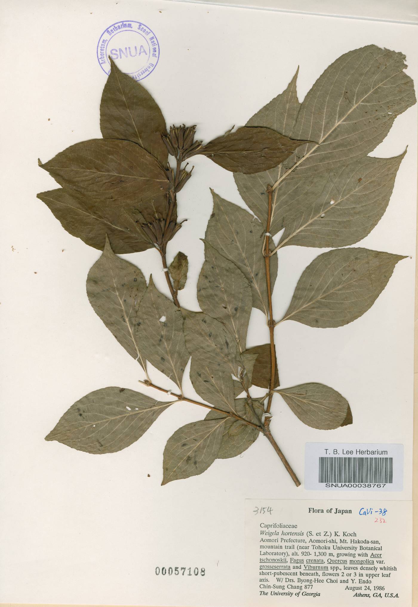 Weigela hortensis image