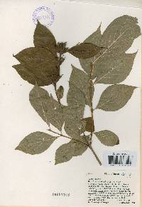 Weigela hortensis image