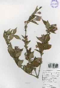 Weigela hortensis image