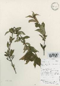 Weigela subsessilis image