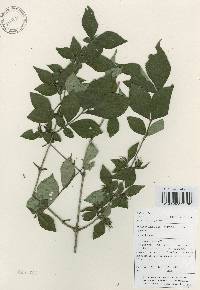 Weigela subsessilis image