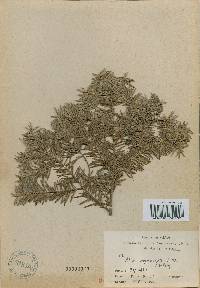 Abies nephrolepis image