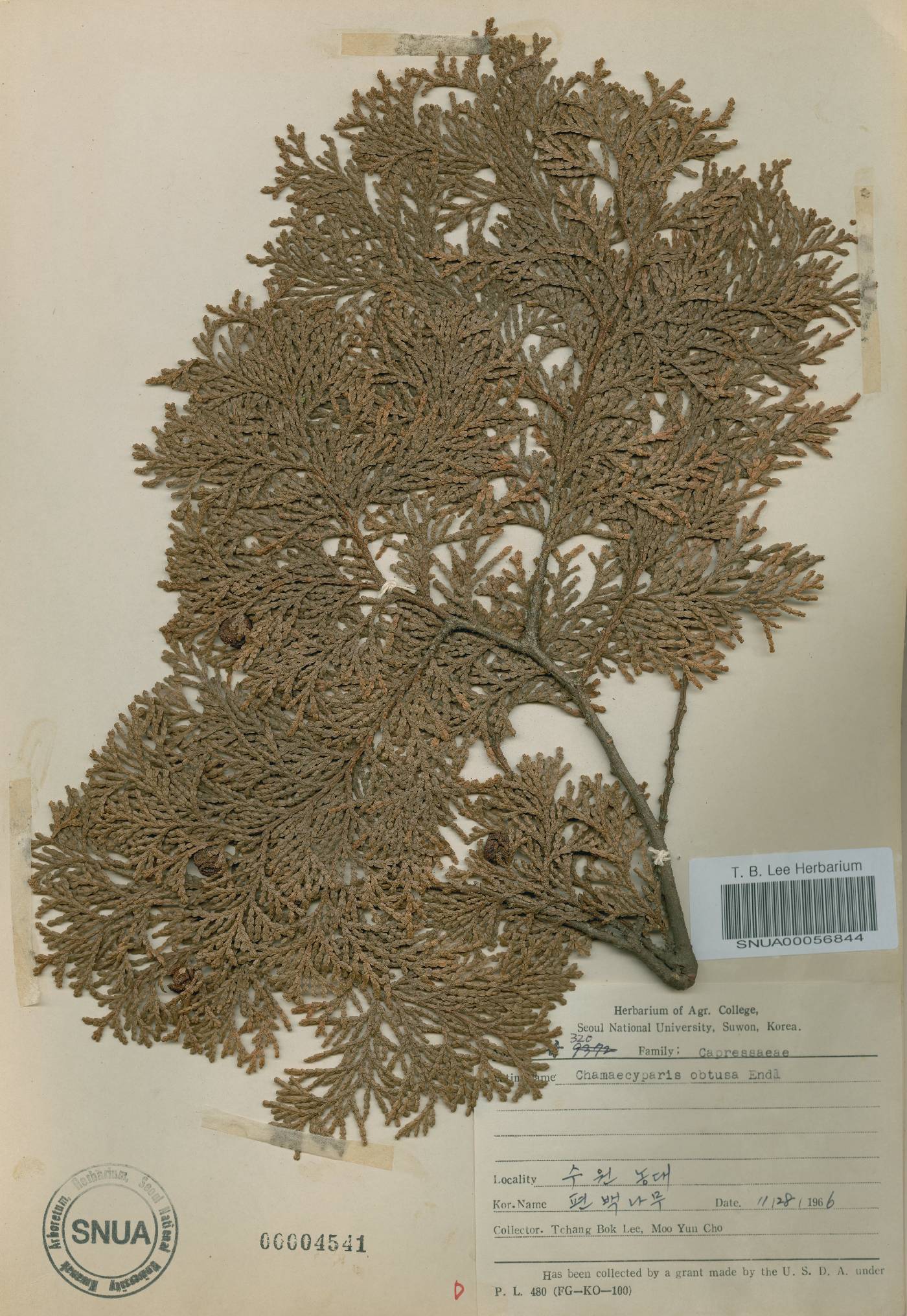 Chamaecyparis obtusa image