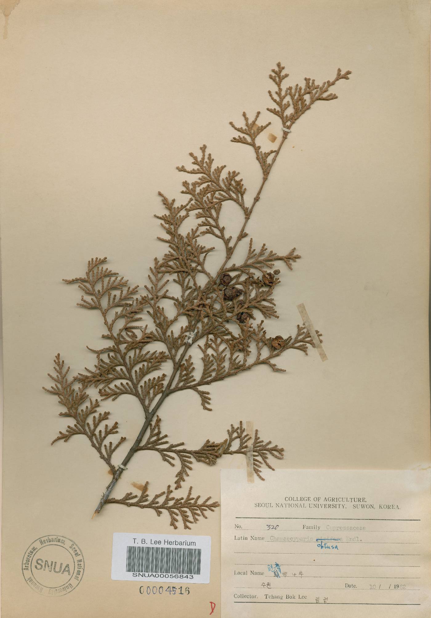 Chamaecyparis obtusa image