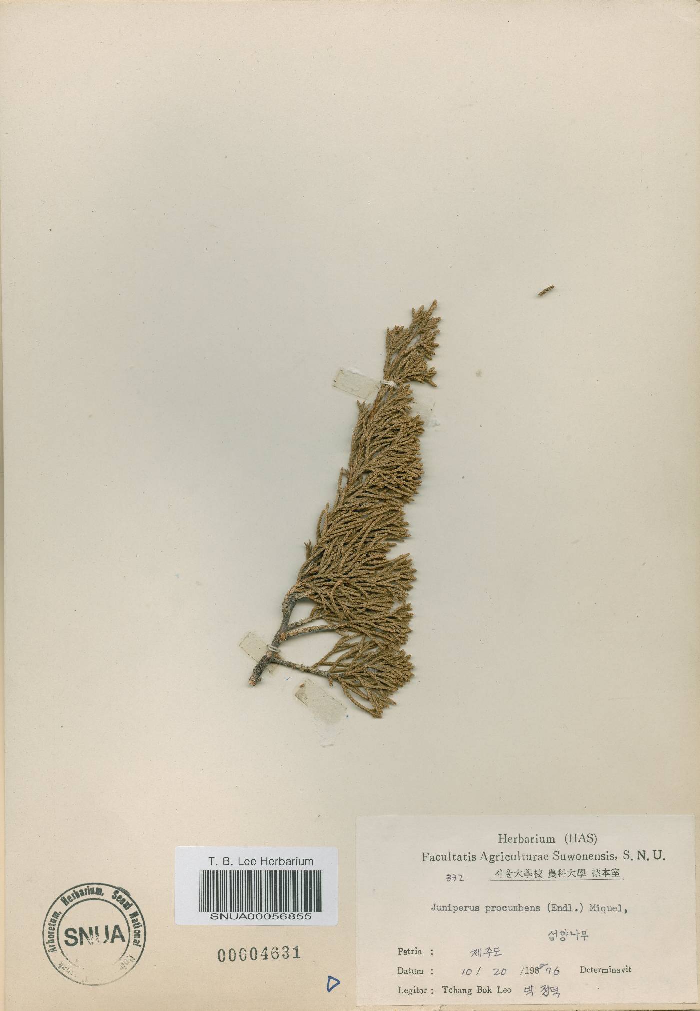 Juniperus chinensis var. sargentii image