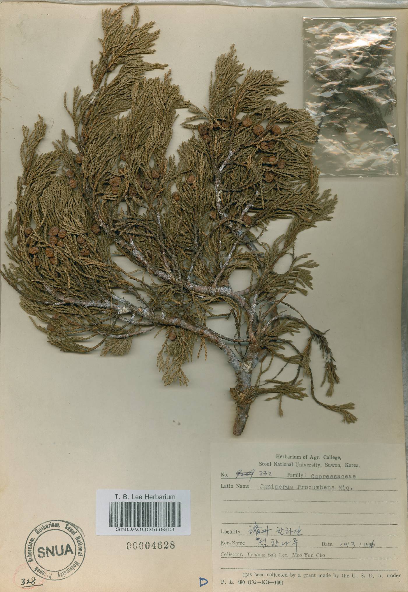 Juniperus chinensis var. sargentii image