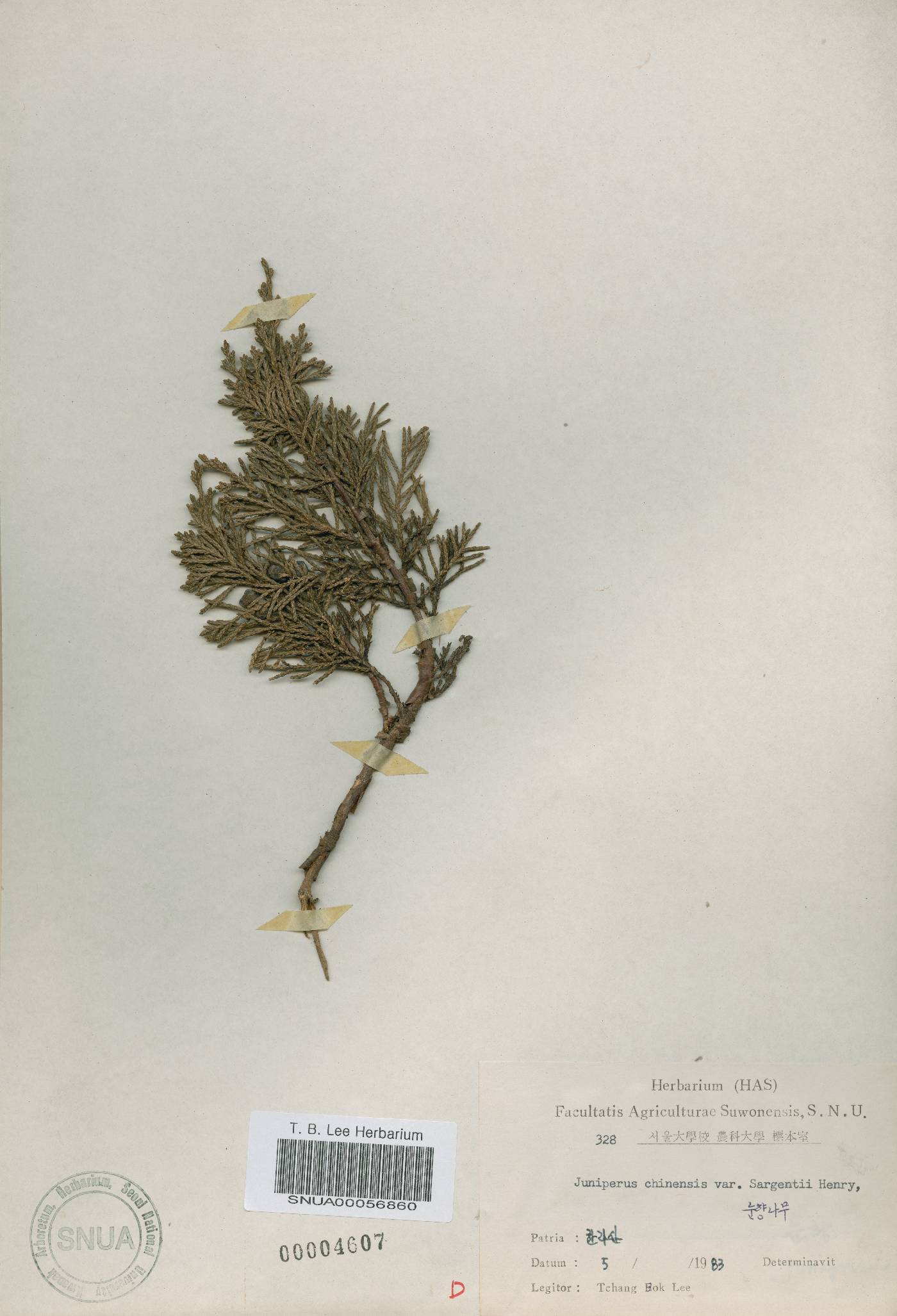 Juniperus chinensis var. sargentii image