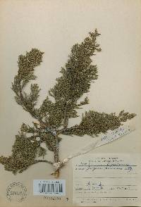 Juniperus chinensis var. sargentii image