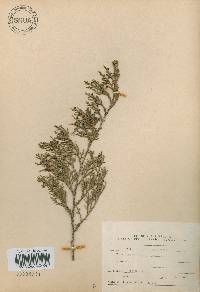 Juniperus virginiana image