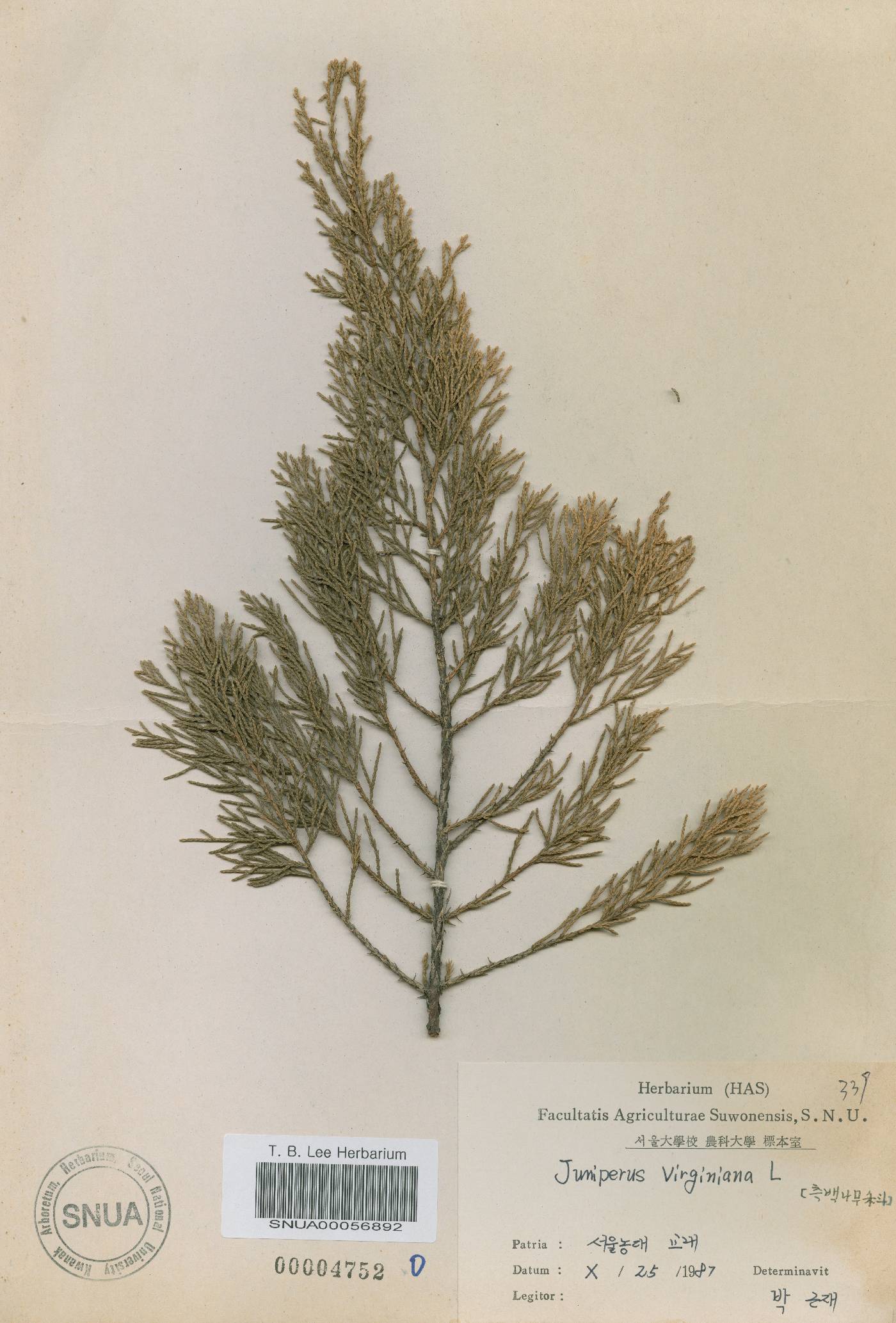 Juniperus virginiana image
