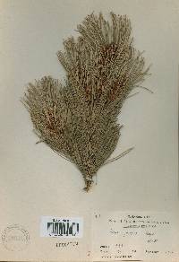 Pinus pumila image