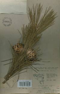 Pinus thunbergii image