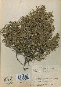 Platycladus orientalis image