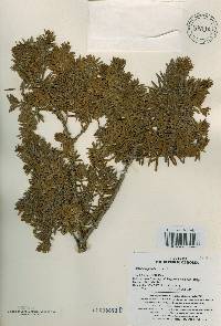 Taxus cuspidata image