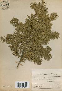 Taxus cuspidata image