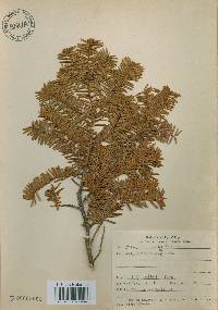 Taxus cuspidata image