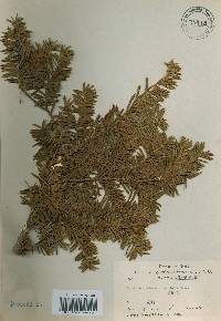 Taxus cuspidata image