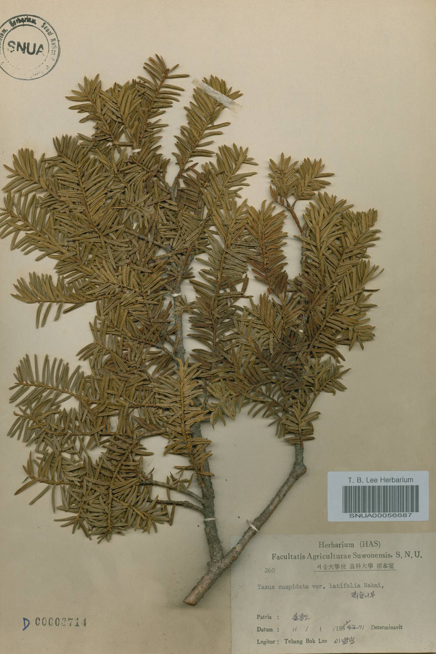 Taxus cuspidata var. nana image
