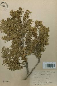 Taxus cuspidata image