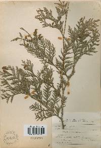 Thuja koraiensis image