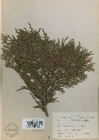 Thuja koraiensis image