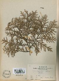 Thuja koraiensis image
