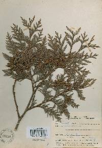 Thuja koraiensis image