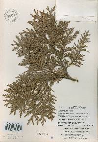 Thuja koraiensis image