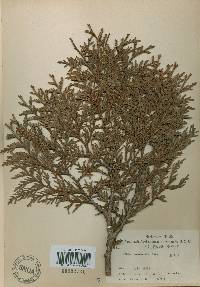 Thuja koraiensis image