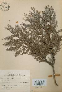 Thuja koraiensis image