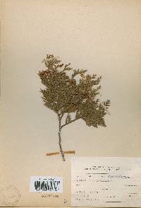 Thuja occidentalis image