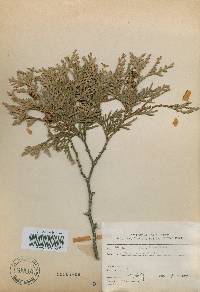 Thuja occidentalis image